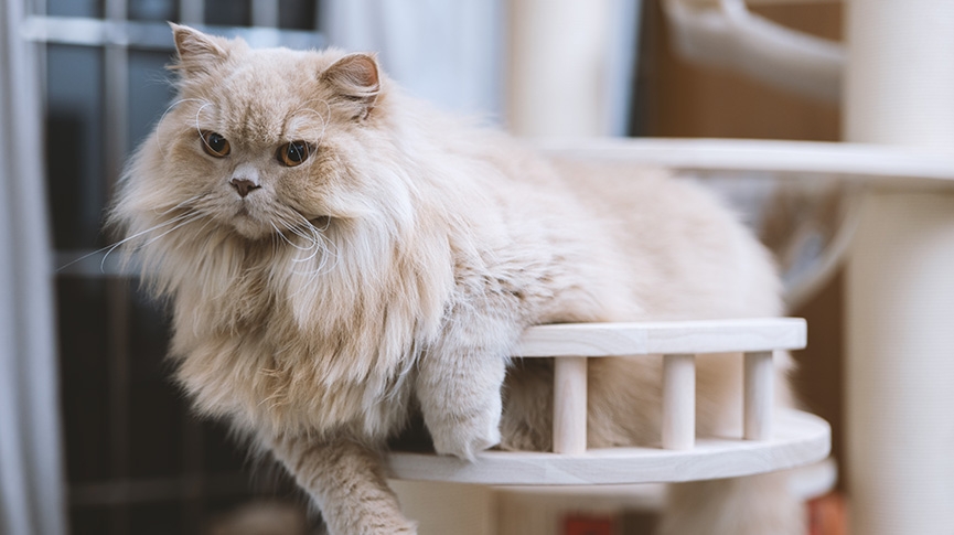 長毛貓品種全攻略-英國長毛貓性格-健康與飼養指南